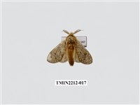 藏品(佩胯舟蛾)的圖片